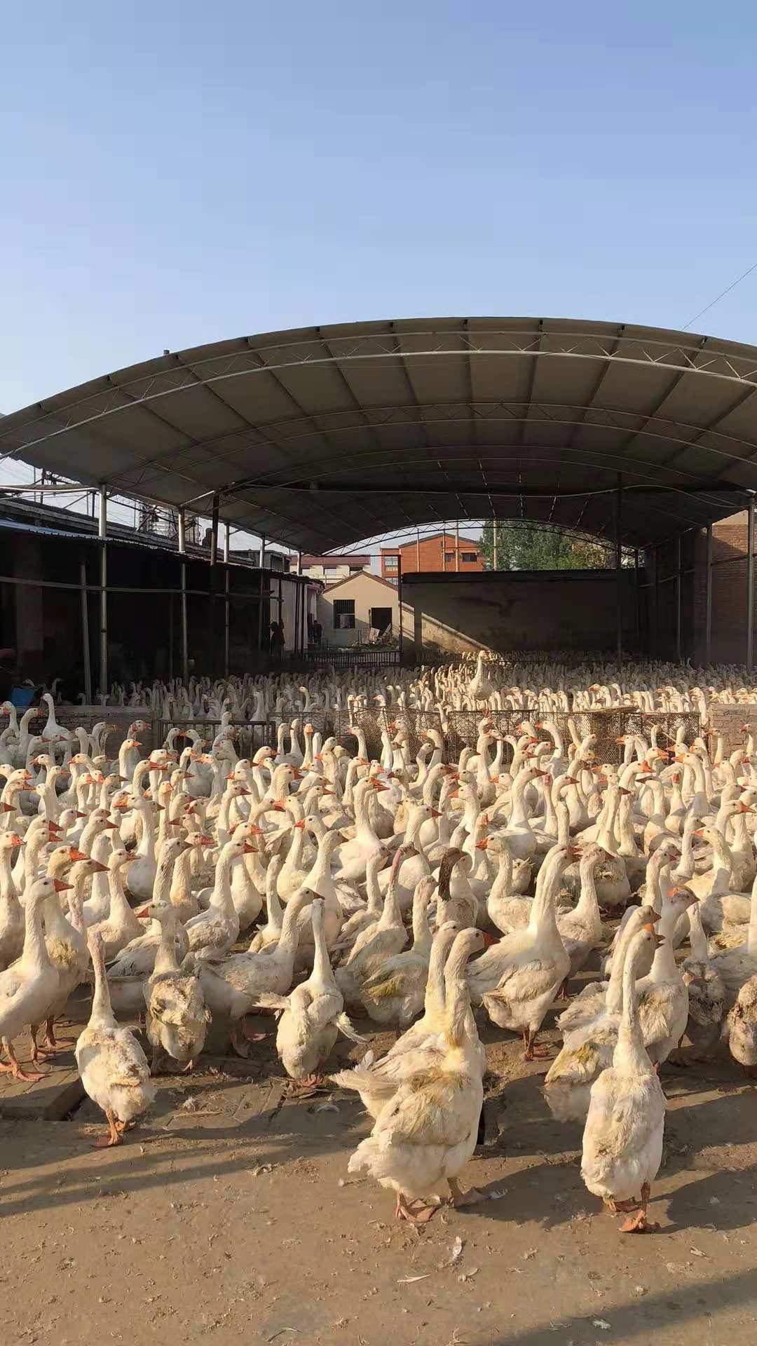 養殖